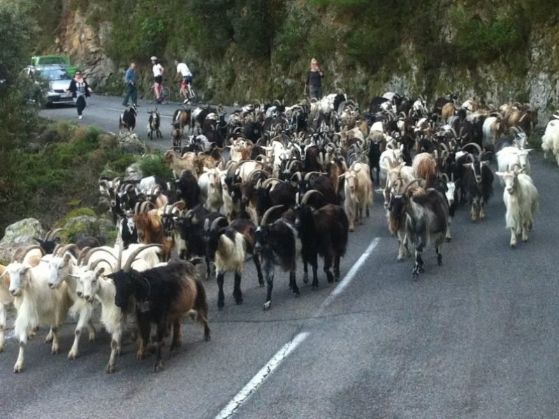 défilé de chèvres route de calanques